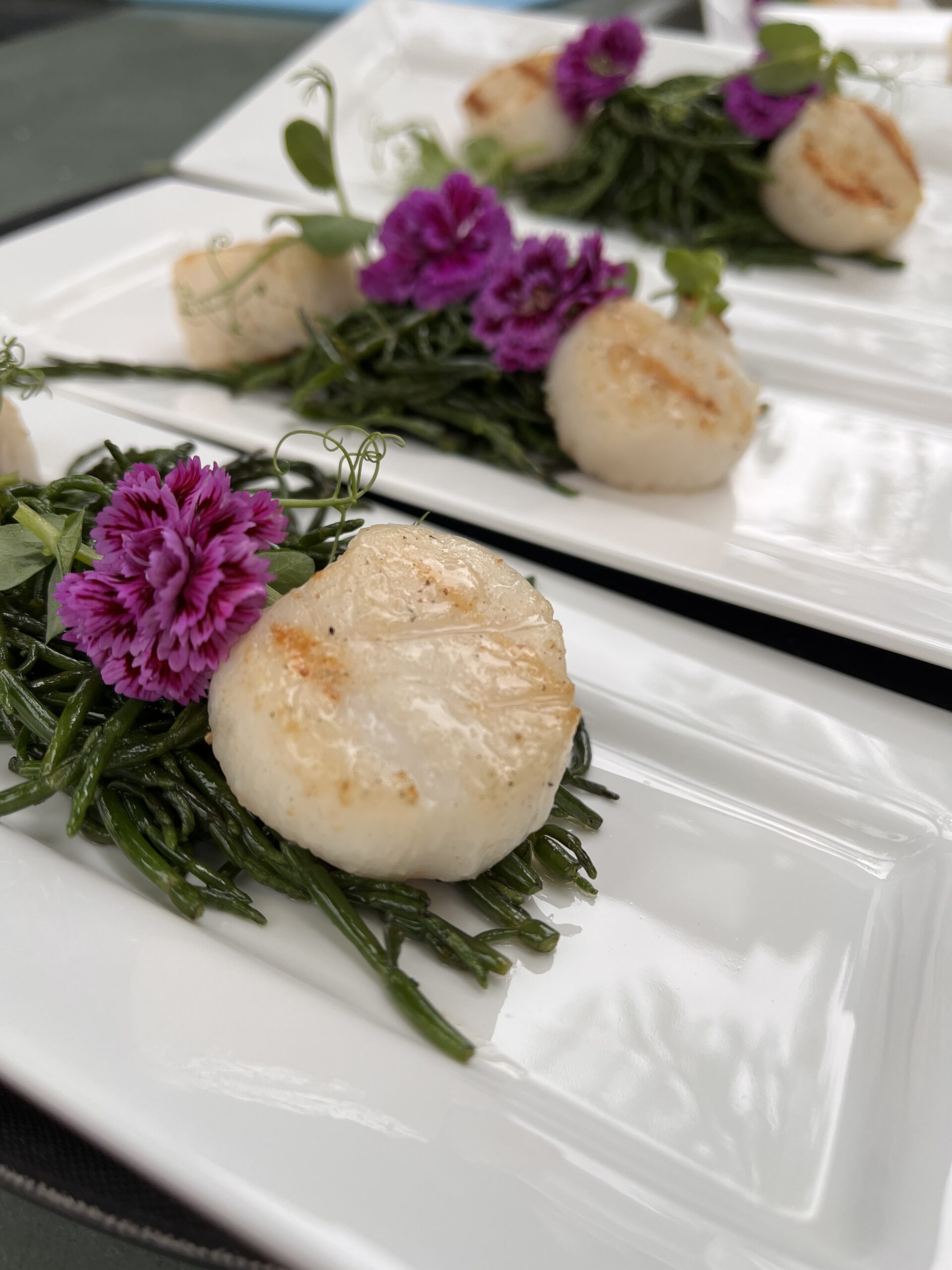 Coquilles op zeekraal Coquilles op zeekraal
