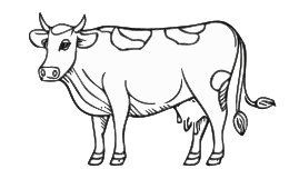 Koe